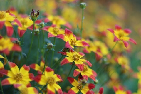 Blommor gul röd 480.jpg