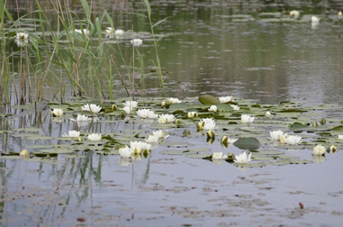 Blommor i vatten