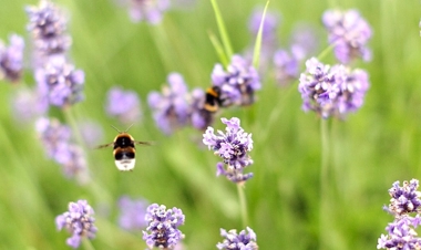 Lavendel och humlor