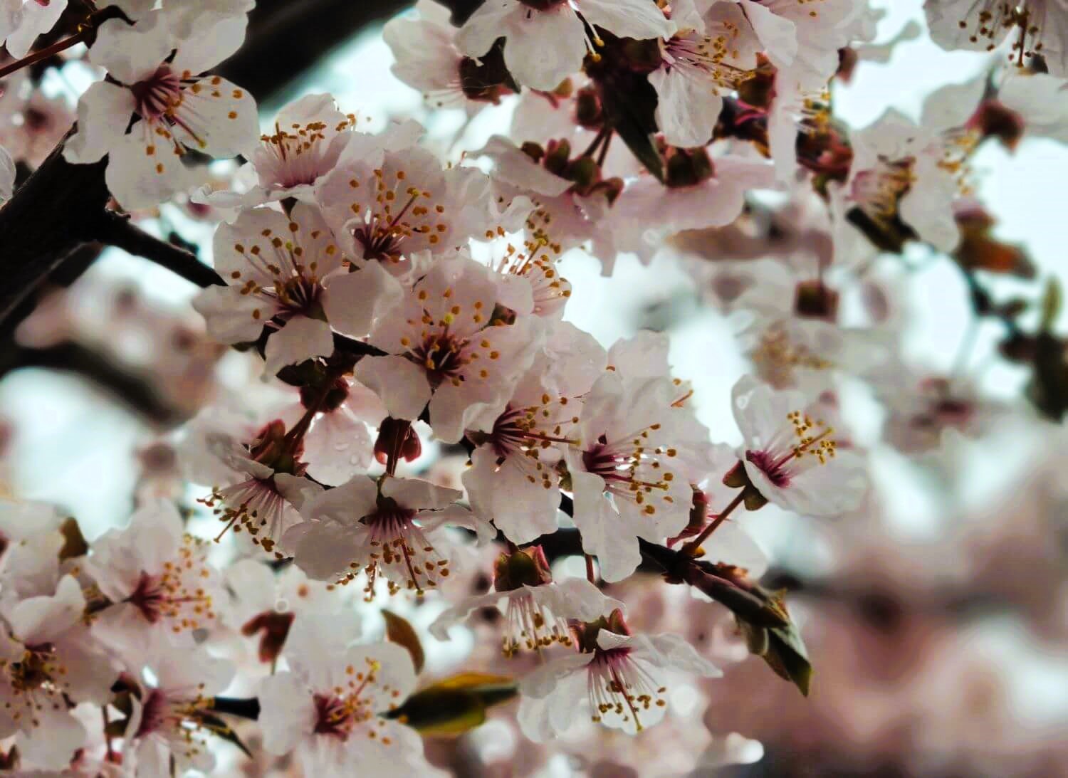 Blomma