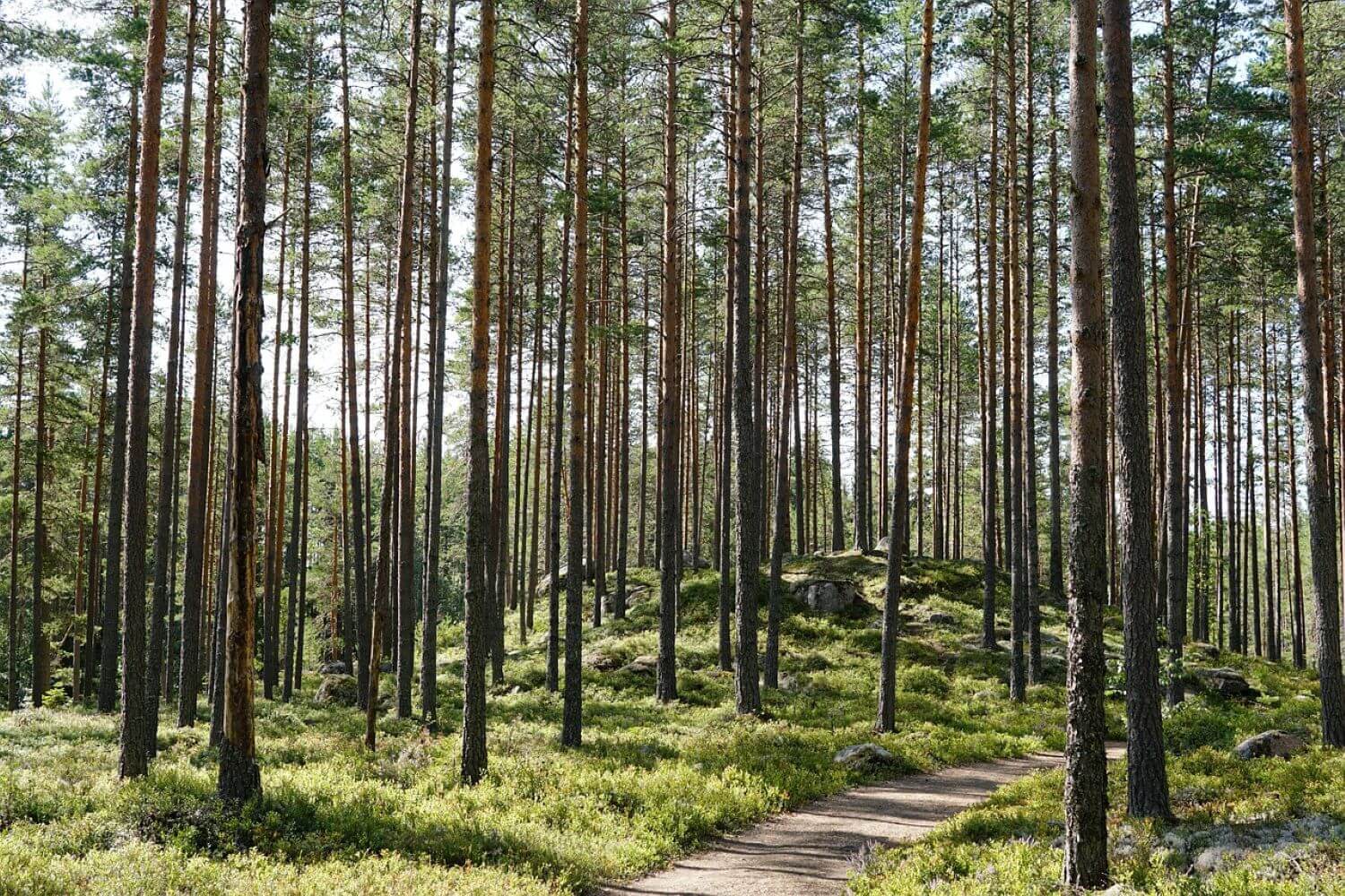 skog