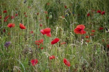 Sommarblommor