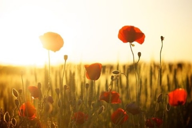 Vallmoblommor