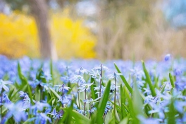 Blommor